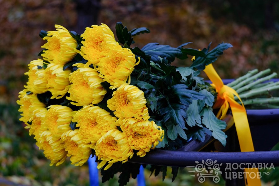 Букет Желтые хризантемы